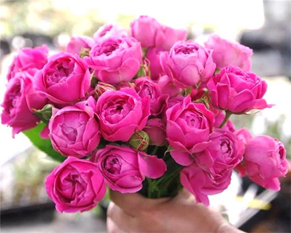 【鲜花直邮】迷雾泡泡玫瑰 稀缺品种(1束约10支)